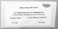 Meliola bicornis image
